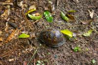 Box turtle (Terrapene carolina) Theta first documented in my backyard on Friday, 12 June 2020.