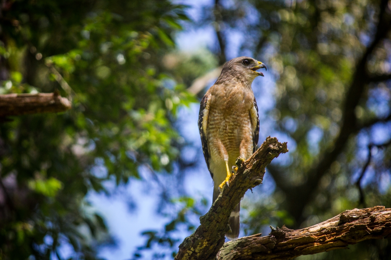 A red-shouldered hawk (Buteo lineatus) scanning my backyard from a tree branch.