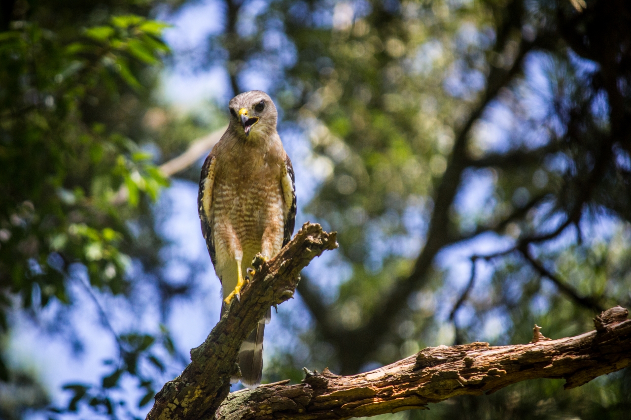 A red-shouldered hawk (Buteo lineatus) scanning my backyard from a tree branch.
