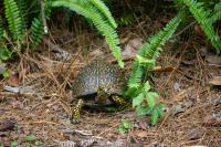 Box turtle (Terrapene carolina) Epsilon secondarily documented in my backyard on Thursday, 04 June 2020.