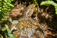 Box turtle (Terrapene carolina) Alpha quaternarily documented in my backyard on Sunday, 06 September 2020.
