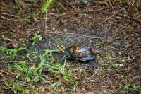 Box turtle (Terrapene carolina) Kappa first documented in my backyard on Tuesday, 28 July 2020.