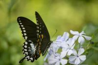 A spicebush swallowtail butterfly (Papilio troilus) extracting nectar from the blue flowers of my cape leadwort (Plumbago auriculata).
