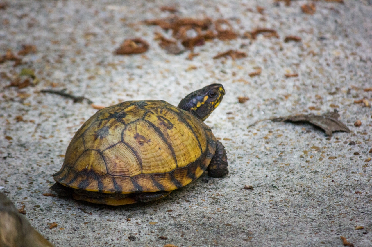 Box turtle (Terrapene carolina) Delta first documented in my backyard on Thursday, 09 April 2020.