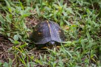 Box turtle (Terrapene carolina) Theta secondarily documented in my backyard on Friday, 10 July 2020.