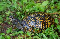 Box turtle (Terrapene carolina) Eta first documented in my backyard on Friday, 12 June 2020.