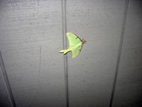 Luna Moth (Actias luna) on the wall of the stairway to my apartment.