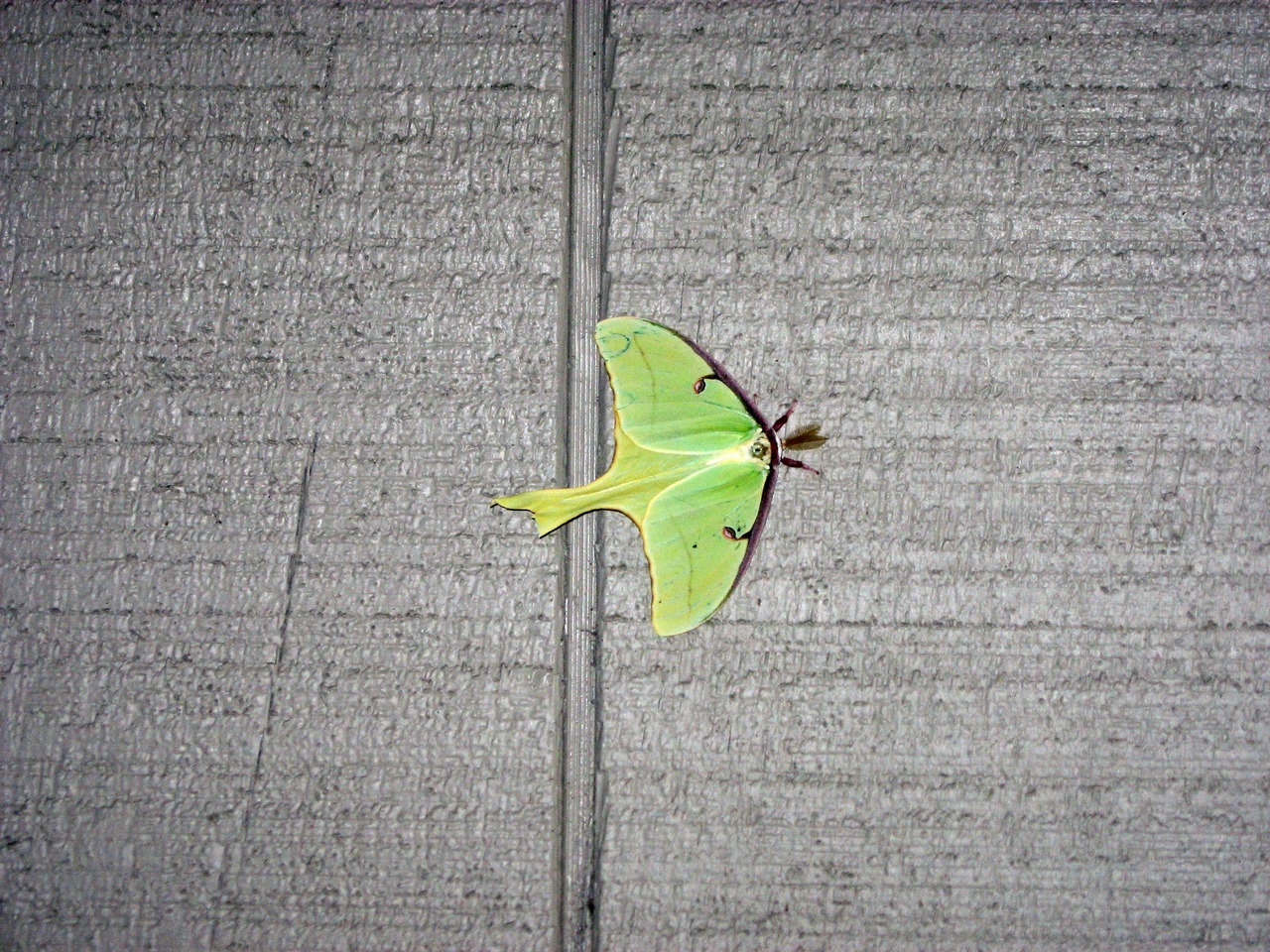Luna Moth (Actias luna) on the wall of the stairway to my apartment.