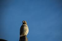 A juvenile red-shouldered hawk (Buteo lineatus) observing the area from atop a light pole within a residential neighborhood in Altamonte Springs, Florida.