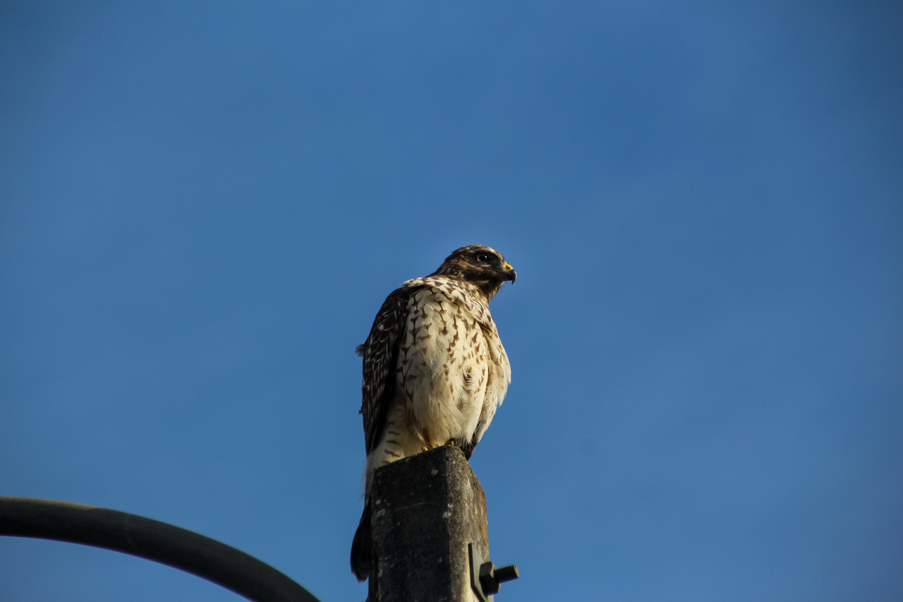 A juvenile red-shouldered hawk (Buteo lineatus) observing the area from atop a light pole within a residential neighborhood in Altamonte Springs, Florida.