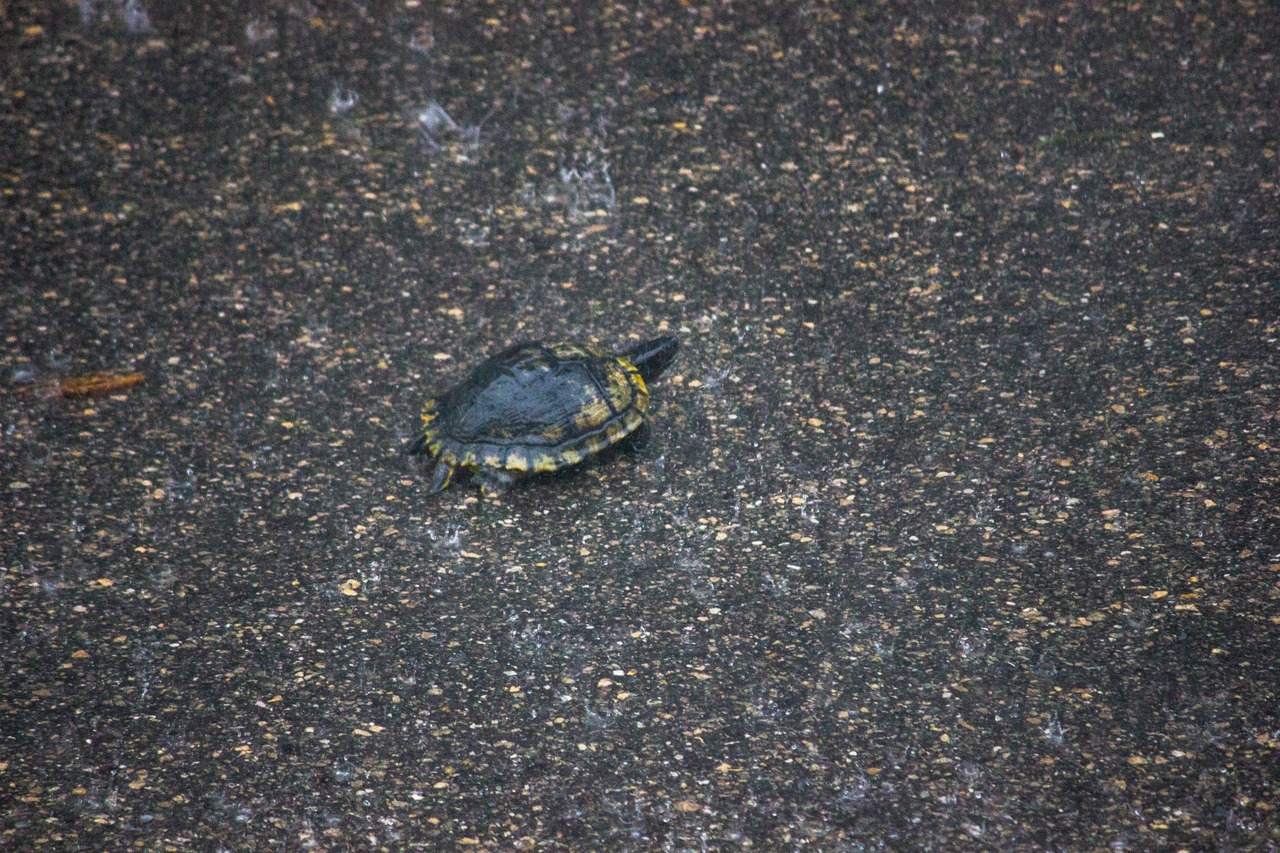 A turtle walking around the parking lot outside my apartment in heavy rain.