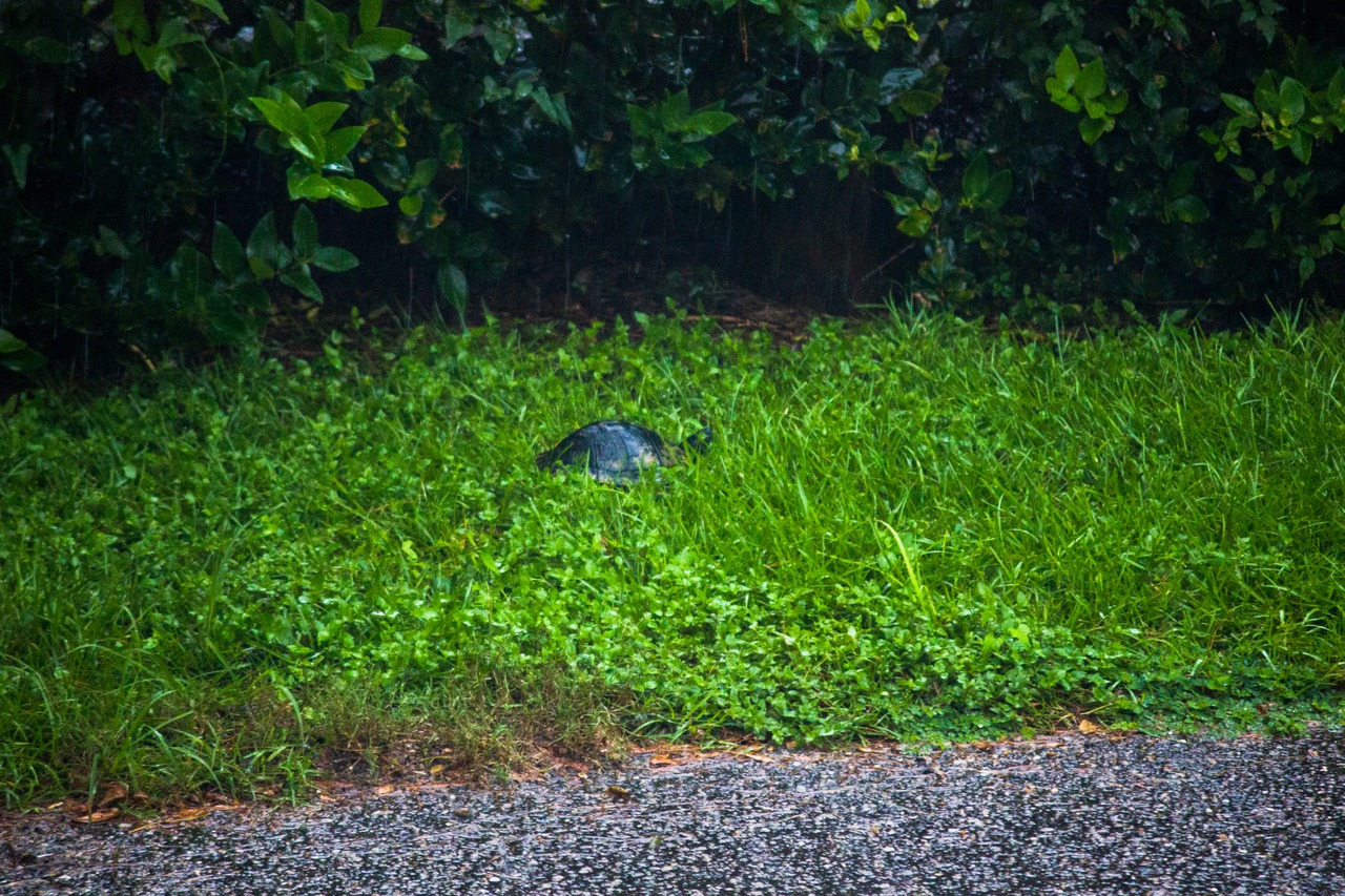 I moved the turtle walking around the parking lot outside my apartment in heavy rain to this grassy space.