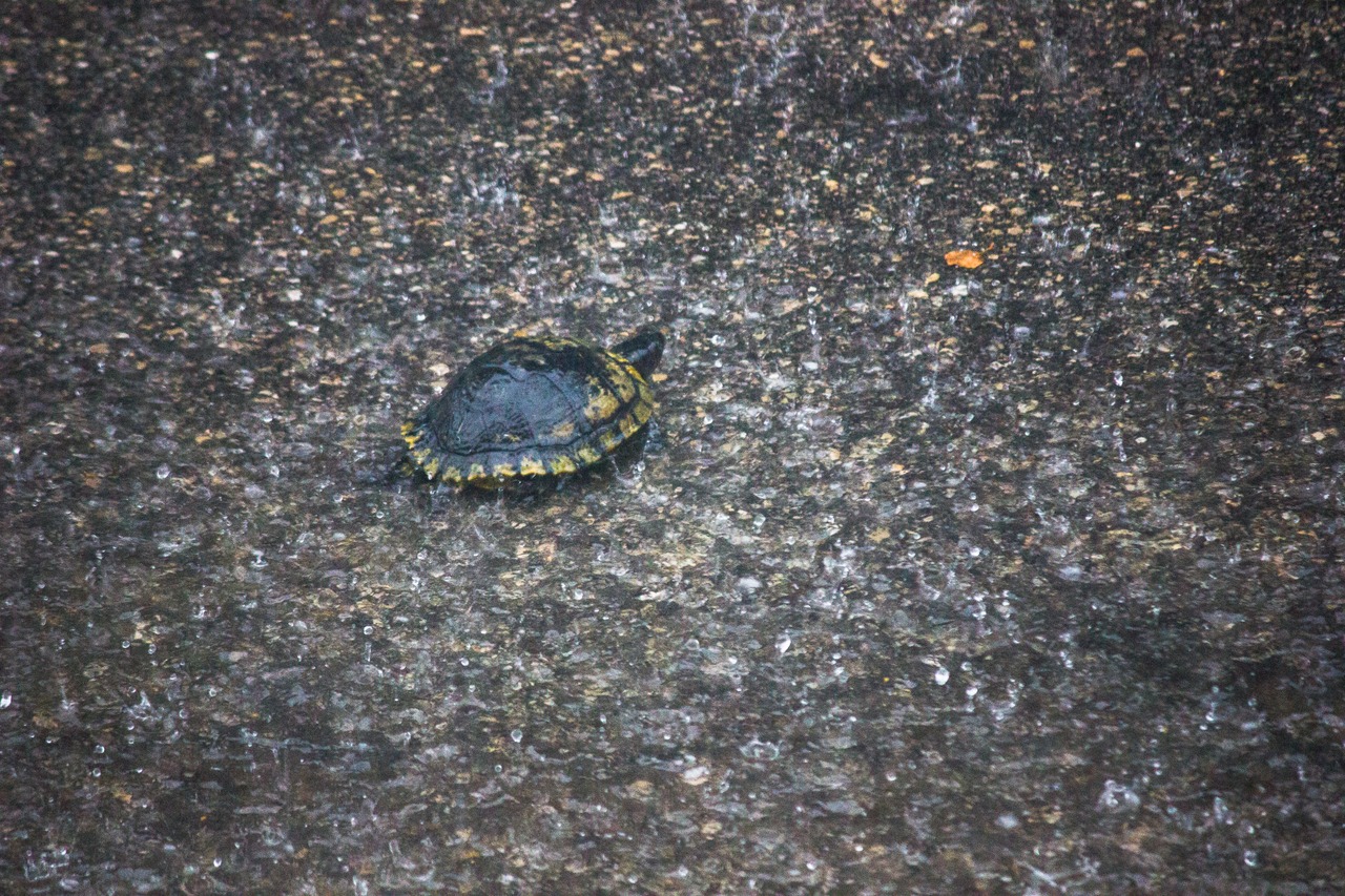 A turtle walking around the parking lot outside my apartment in heavy rain.