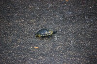 Turtle Encounter