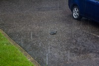 A turtle walking around the parking lot outside my apartment and toward my car in heavy rain.