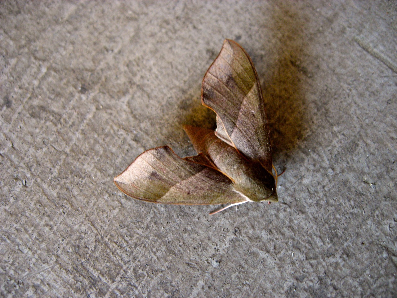 Virginia Creeper Sphinx Moth (Darapsa myron) on the stairs outside my apartment.