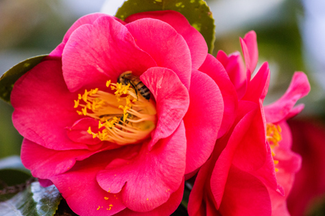 Photo Credit: David July — Japanese camellias (Camellia japonica) being visited by western honey bees (Apis mellifera) at Dudley Farm Historic State Park, Newberry, Florida: 16 February 2014
