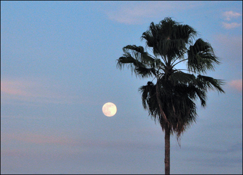 Photo Credit: David July — Palm tree and the full moon, 245 Front Street, Key West, Florida, 23 November 2007