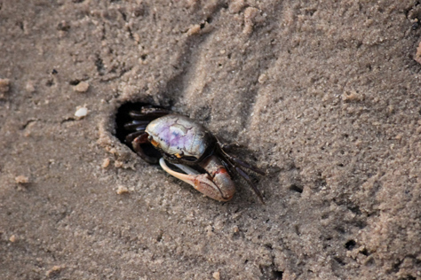 Photo Credit: David July — Atlantic marsh fiddler crab (Uca pugnax) at its burrow in the sands near the Pellicer Creek boat launch in Faver-Dykes State Park, St. Augustine, Florida: 26 May 2013