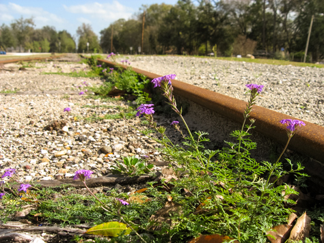 Photo Credit: David July — Purple flowers growing along the inside of the old Savannah, Florida and Western Railroad tracks (1884) running southeast through High Springs near Main Street, High Springs, Florida: 19 February 2012