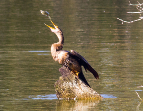 Photo Credit: David July — A fish escapes from an Anhinga (Anhinga anhinga) after being caught in a pond north of the lake at Jacksonville's Kathryn Abbey Hanna Park, Jacksonville, Florida: 16 February 2014