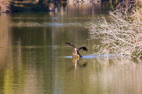 Photo Credit: David July — After the fish it caught escapes, an Anhinga (Anhinga anhinga) dives to pursue it in a pond north of the lake at Jacksonville's Kathryn Abbey Hanna Park, Jacksonville, Florida: 24 November 2012