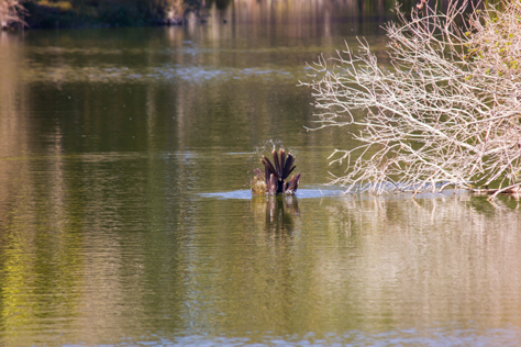 Photo Credit: David July — After the fish it caught escapes, an Anhinga (Anhinga anhinga) dives to pursue it in a pond north of the lake at Jacksonville's Kathryn Abbey Hanna Park, Jacksonville, Florida: 24 November 2012
