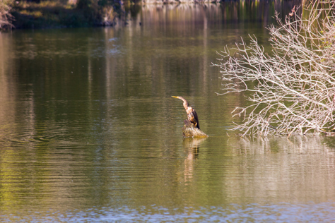 Photo Credit: David July — Following the successful escape of the fish it caught, an Anhinga (Anhinga anhinga) returns to a rock in a pond north of the lake at Jacksonville's Kathryn Abbey Hanna Park, Jacksonville, Florida: 24 November 2012