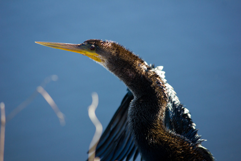 Photo Credit: David July — An Anhinga (Anhinga anhinga) drying its wings on a rock along Fishing Finger 2 on Piney Z Lake in Lafayette Heritage Trail Park, Tallahassee, Florida: 08 March 2014