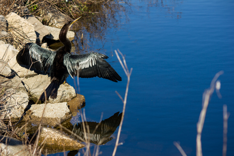 Photo Credit: David July — An Anhinga (Anhinga anhinga) drying its wings on a rock along Fishing Finger 2 on Piney Z Lake in Lafayette Heritage Trail Park, Tallahassee, Florida: 08 March 2014