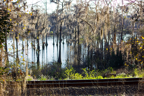 Photo Credit: David July — Cypress trees in Piney Z Lake beyond the CSX railroad line from Bill's Memorial Trail between the western and eastern sections of Lafayette Heritage Trail Park, Tallahassee, Florida: 08 March 2014
