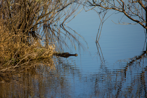 Photo Credit: David July — An American alligator (Alligator mississippiensis) in Piney Z Lake from the eastern trail near Upper Lake Lafayette in Lafayette Heritage Trail Park, Tallahassee, Florida: 08 March 2014