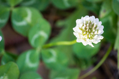 Photo Credit: David July — White clover (Trifolium repens) along the eastern trail between Piney Z Lake and Upper Lake Lafayette in Lafayette Heritage Trail Park, Tallahassee, Florida: 08 March 2014