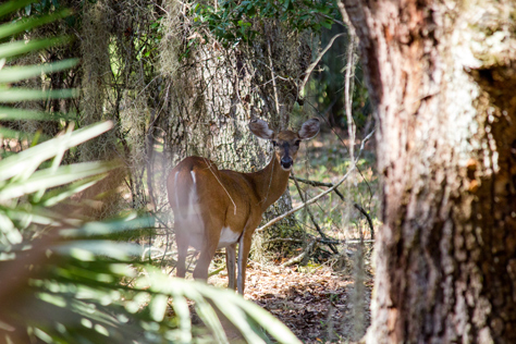 Photo Credit: David July — White-tailed deer (Odocoileus virginianus) doe taking its fawn on a foraging trip in the woods east of the northern campground loop at Lake Kissimmee State Park, Lake Wales, Florida: 13 October 2013