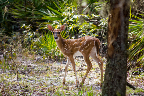 Photo Credit: David July — White-tailed deer (Odocoileus virginianus) fawn following its mother on a foraging trip in the woods east of the northern campground loop at Lake Kissimmee State Park, Lake Wales, Florida, 13 October 2013