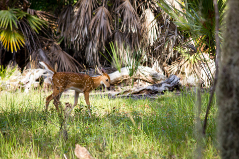 Photo Credit: David July — White-tailed deer (Odocoileus virginianus) fawn following its mother on a foraging trip in the woods east of the northern campground loop at Lake Kissimmee State Park, Lake Wales, Florida: 13 October 2013