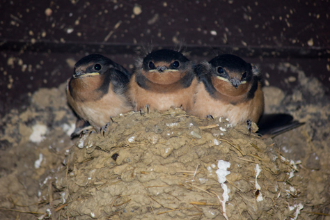 Photo Credit: David July — Four barn swallow (Hirundo rustica) juveniles in their nest on a storage building light fixture just inside the Cain Hollow campground in the Quaker Area of Allegany State Park, Salamanca, New York: 27 June 2014
