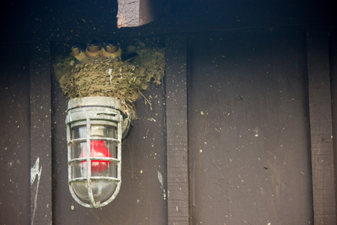 Photo Credit: David July — Four barn swallow (Hirundo rustica) juveniles in their nest on a storage building light fixture just inside the Cain Hollow campground in the Quaker Area of Allegany State Park, Salamanca, New York: 27 June 2014