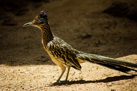 Photo Credit: David July — A greater roadrunner (Geococcyx californianus) in the 'Great Southwest' exhibit at Hersheypark's ZooAmerica, Hershey, Pennsylvania: 01 July 2014