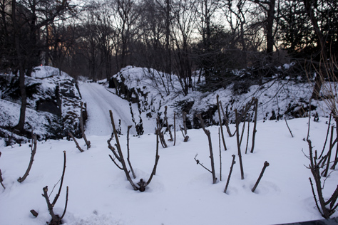 Photo Credit: David July — Looking north over a bridle path from the 72nd Street Transverse above the Riftstone Arch (1862) near Strawberry Fields in Central Park, New York, New York: 24 January 2014