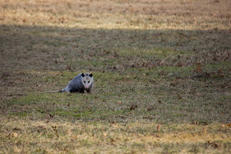 Photo Credit: David July — Virginia opossum (Didelphis virginiana) crossing the lawn just west of the United States Capitol (1811/1866) House Chamber in broad daylight, Washington, District of Columbia: 02 February 2014