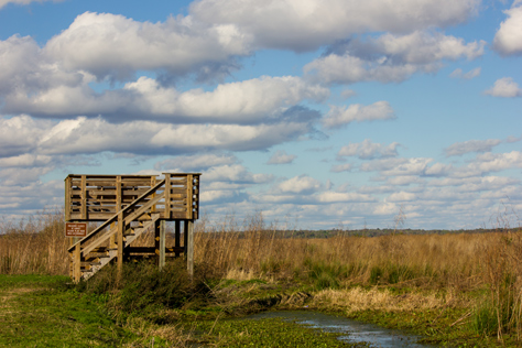 Photo Credit: David July — Wooden observation platform at the end of the Bolen Bluff Trail beyond which lies the vast plains of Paynes Prairie Preserve State Park, Micanopy, Florida: 16 February 2013