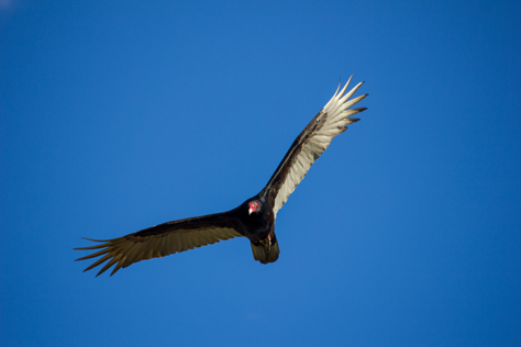 Photo Credit: David July — A Turkey Vulture (Cathartes aura) flying above the Bolen Bluff Trail in Paynes Prairie Preserve State Park, Micanopy, Florida: 16 February 2013