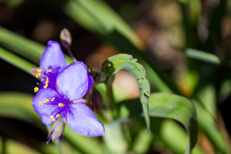 Photo Credit: David July — Bluejacket spiderwort (Tradescantia ohiensis) flowers along the Bolen Bluff Trail in Paynes Prairie Preserve State Park, Micanopy, Florida: 16 February 2013