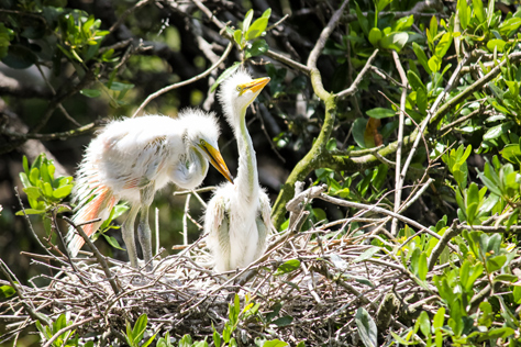 Photo Credit: David July — Two Great Egret (Ardea alba) chicks in their nest at the rookery, St. Augustine, Florida: 27 May 2013