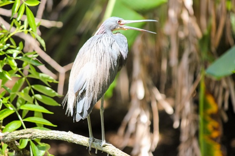 Photo Credit: David July — Tricolored Heron (Egretta tricolor) vocalizing while sitting in a tree in the rookery, St. Augustine, Florida: 27 May 2013