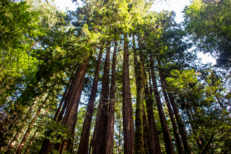 Photo Credit: David July — Looking up at the giant redwood (Sequoia sempervirens) forest on the Main Trail near the border of Mount Tamalpais State Park at Muir Woods National Monument, Marin County, California: 29 January 2013