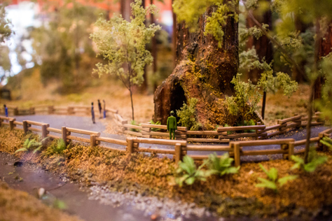 Photo Credit: David July — A diorama on display inside the Visitor Center at Muir Woods National Monument, Marin County, California: 29 January 2013