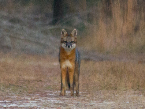 Photo Credit: David July — A gray fox (Urocyon cinereoargenteus) on the Stagecoach Road Trail east of the trail to the Lime Sink youth campground in Suwannee River State Park, Live Oak, Florida, 30 November 2013