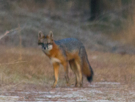 Photo Credit: David July — A gray fox (Urocyon cinereoargenteus) on the Stagecoach Road Trail east of the trail to the Lime Sink youth campground in Suwannee River State Park, Live Oak, Florida, 30 November 2013